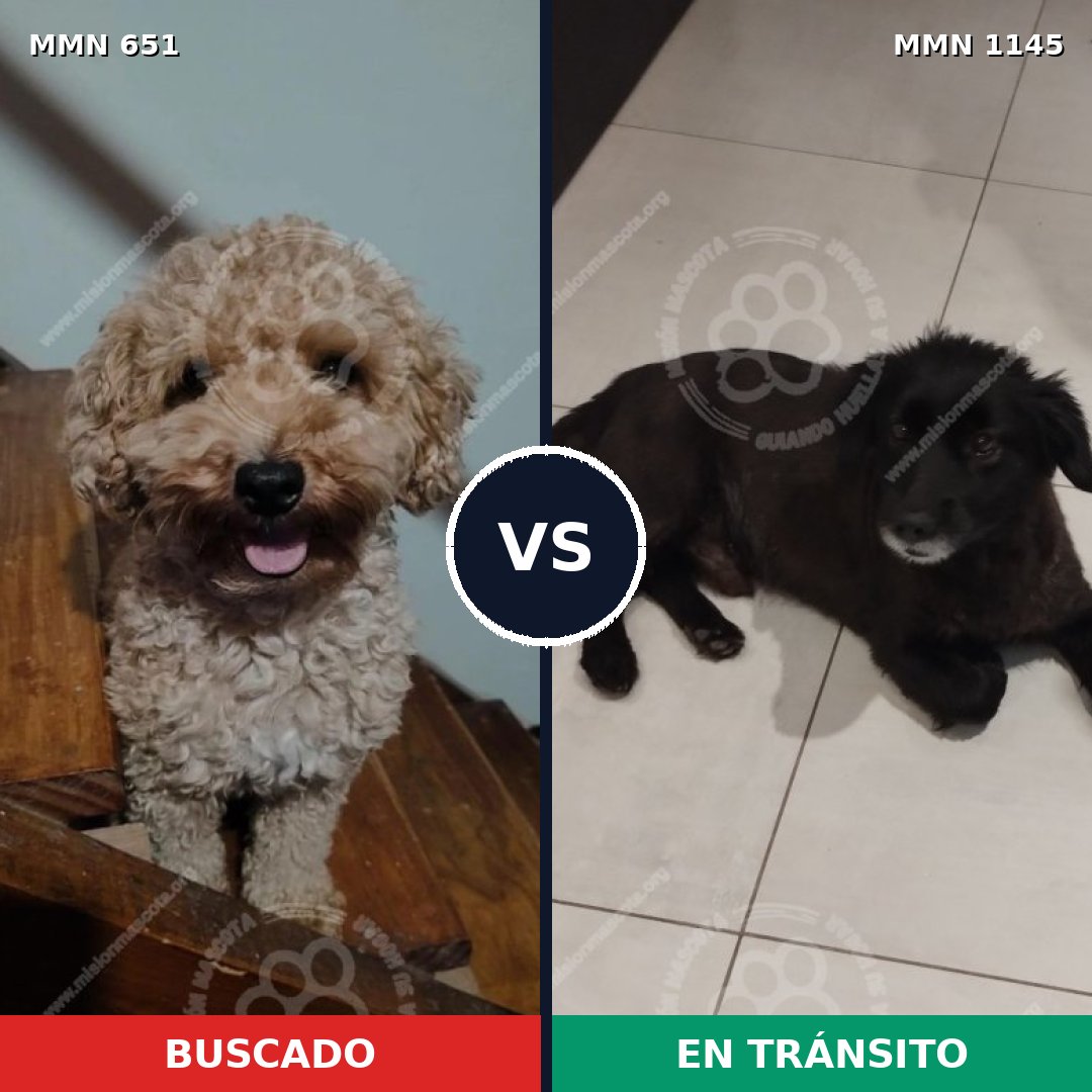 Comparativa MMS 16942: mascota perdida y mascota encontrada, 23% de similitud
