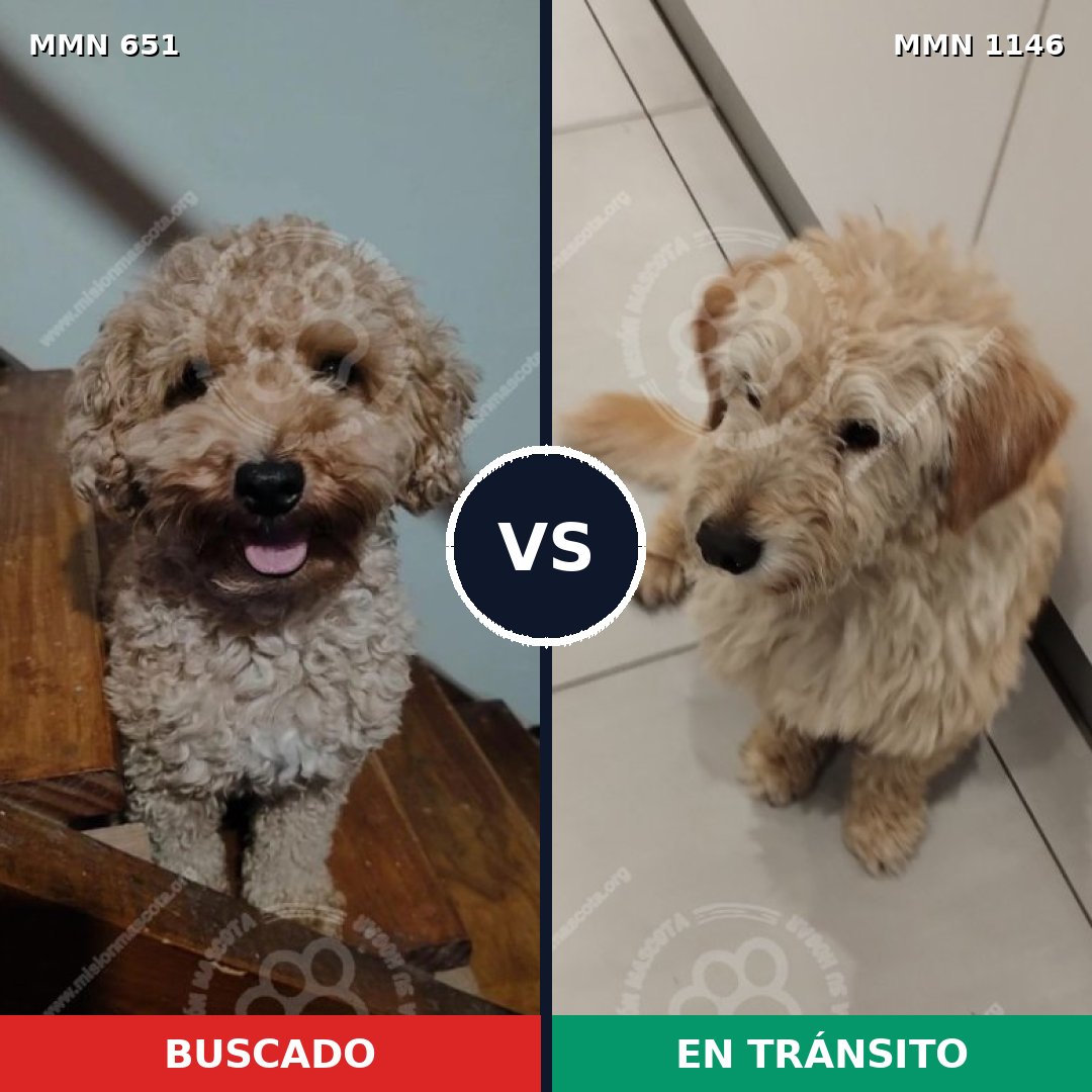 Comparativa MMS 16943: mascota perdida y mascota encontrada, 27% de similitud
