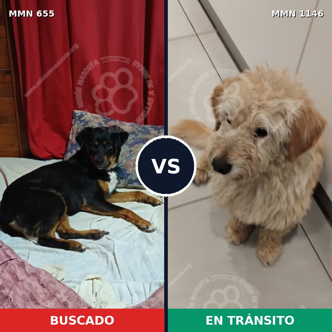 Comparativa MMS 16949: mascota perdida y mascota encontrada, 50% de similitud