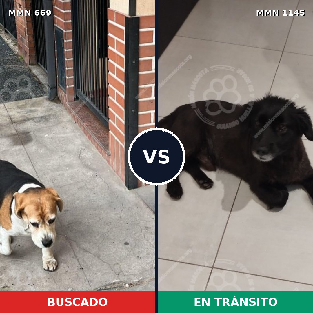 Comparativa MMS 16951: mascota perdida y mascota encontrada, 47% de similitud