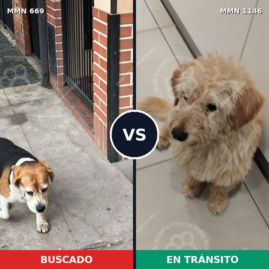 Comparativa MMS 16952: mascota perdida y mascota encontrada, 37% de similitud