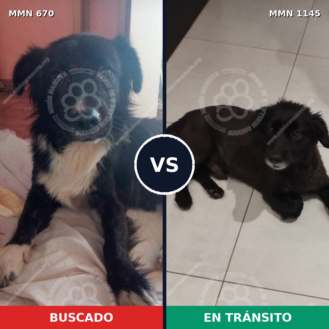 Comparativa MMS 16954: mascota perdida y mascota encontrada, 86% de similitud