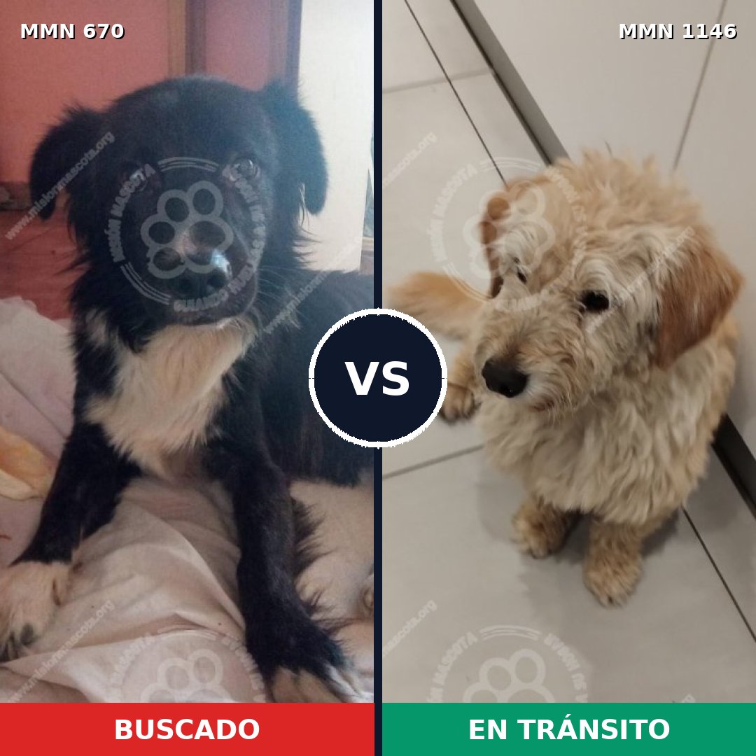Comparativa MMS 16955: mascota perdida y mascota encontrada, 65% de similitud