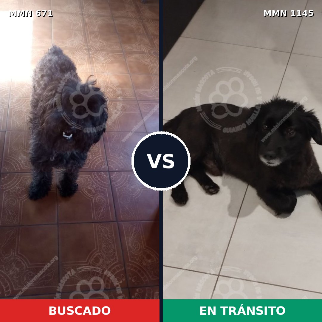 Comparativa MMS 16957: mascota perdida y mascota encontrada, 38% de similitud