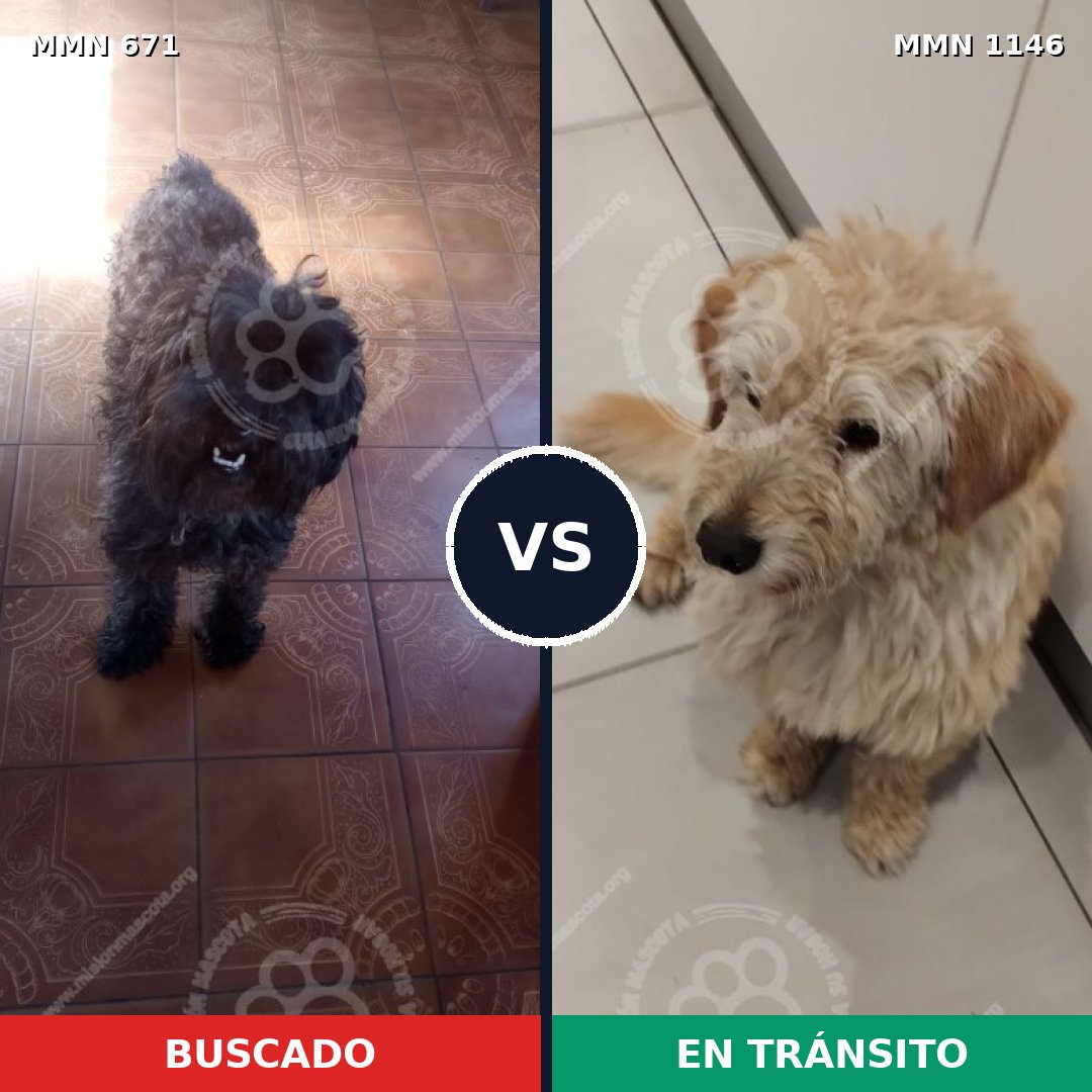 Comparativa MMS 16958: mascota perdida y mascota encontrada, 29% de similitud