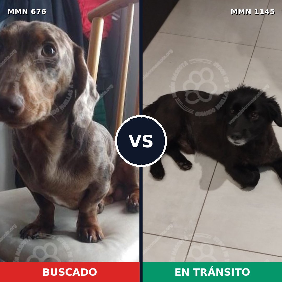 Comparativa MMS 16960: mascota perdida y mascota encontrada, 39% de similitud