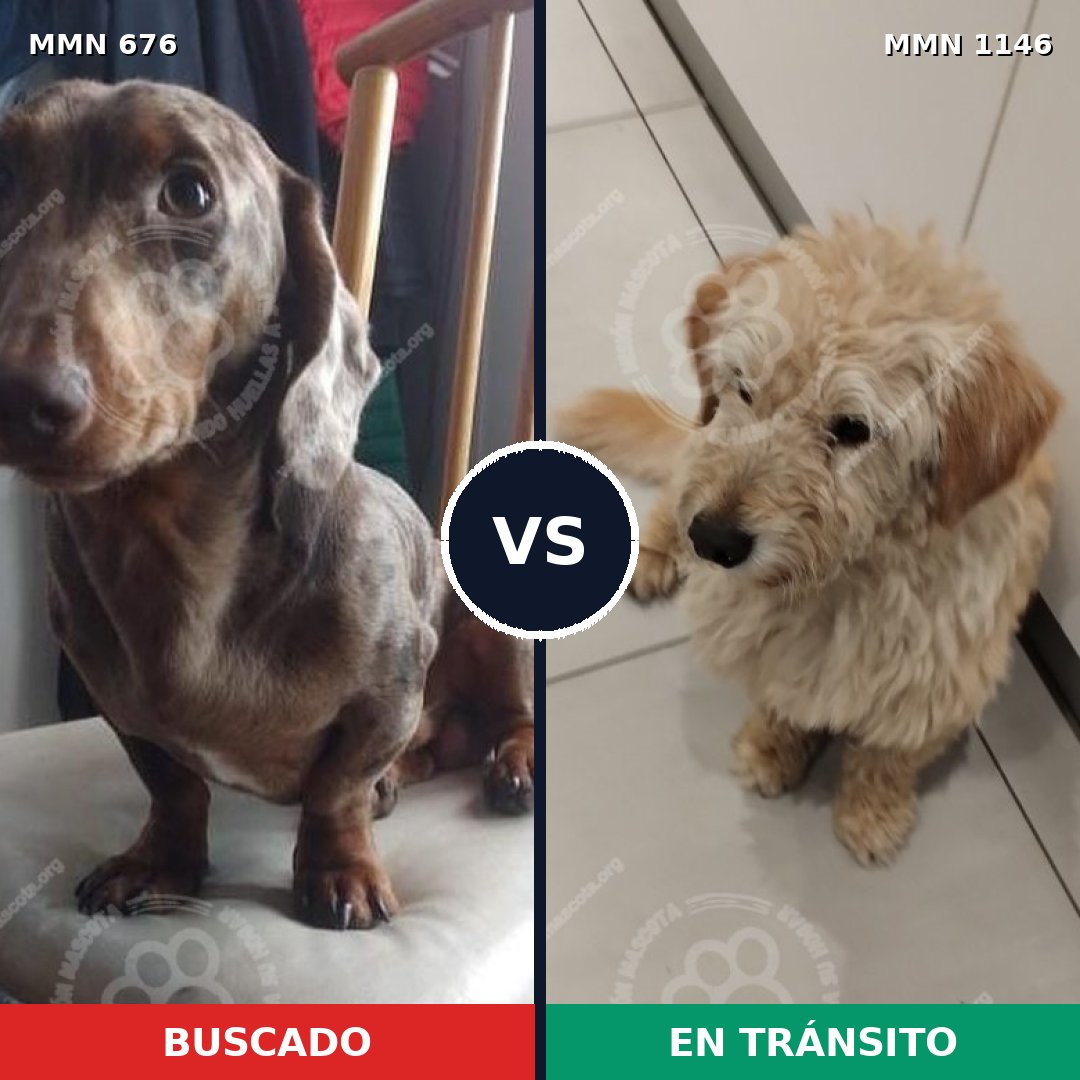Comparativa MMS 16961: mascota perdida y mascota encontrada, 37% de similitud