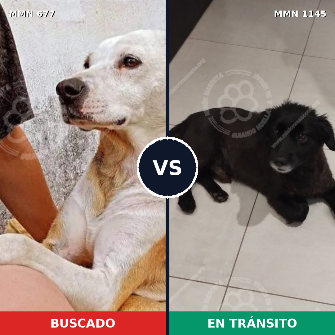 Comparativa MMS 16963: mascota perdida y mascota encontrada, 75% de similitud
