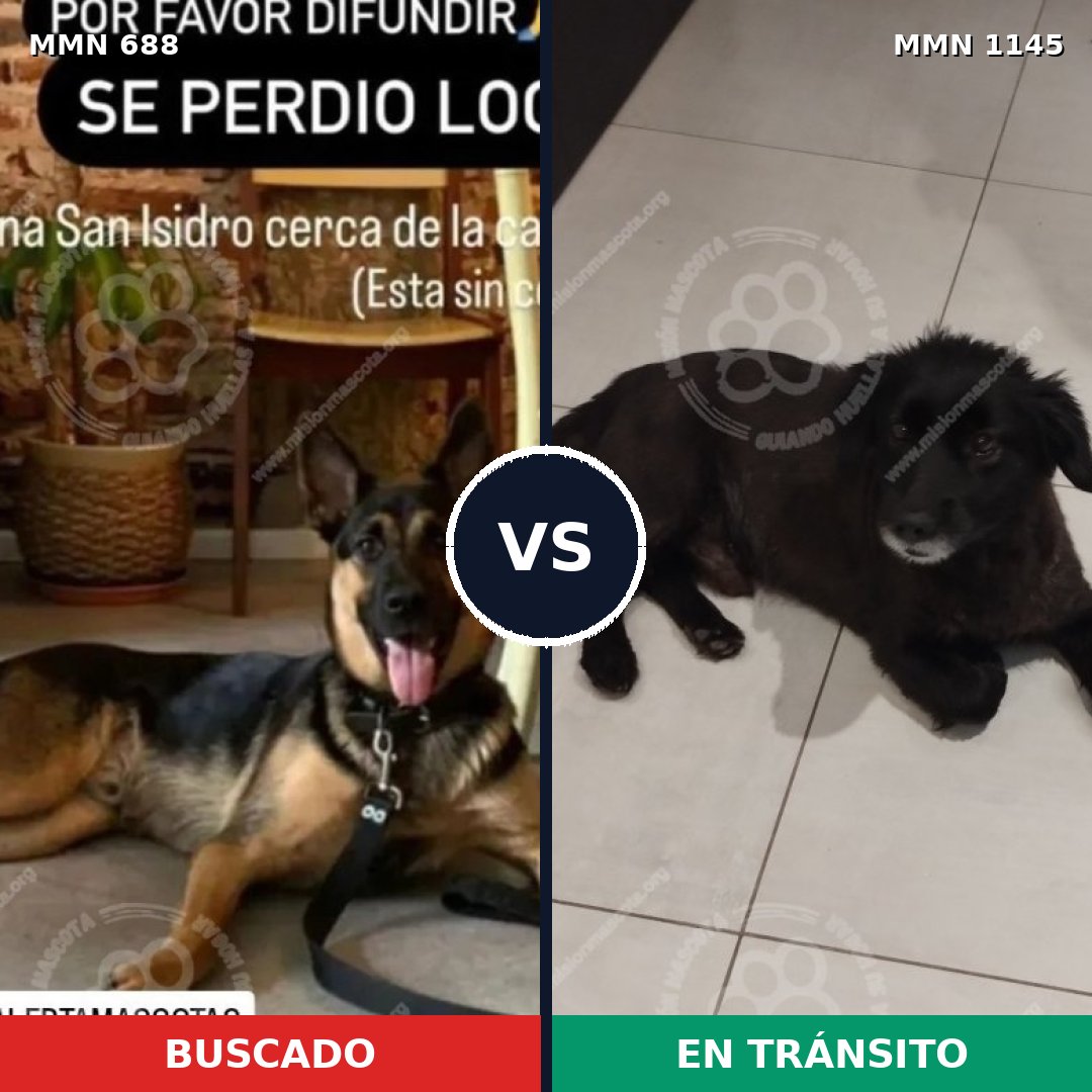 Comparativa MMS 16966: mascota perdida y mascota encontrada, 25% de similitud