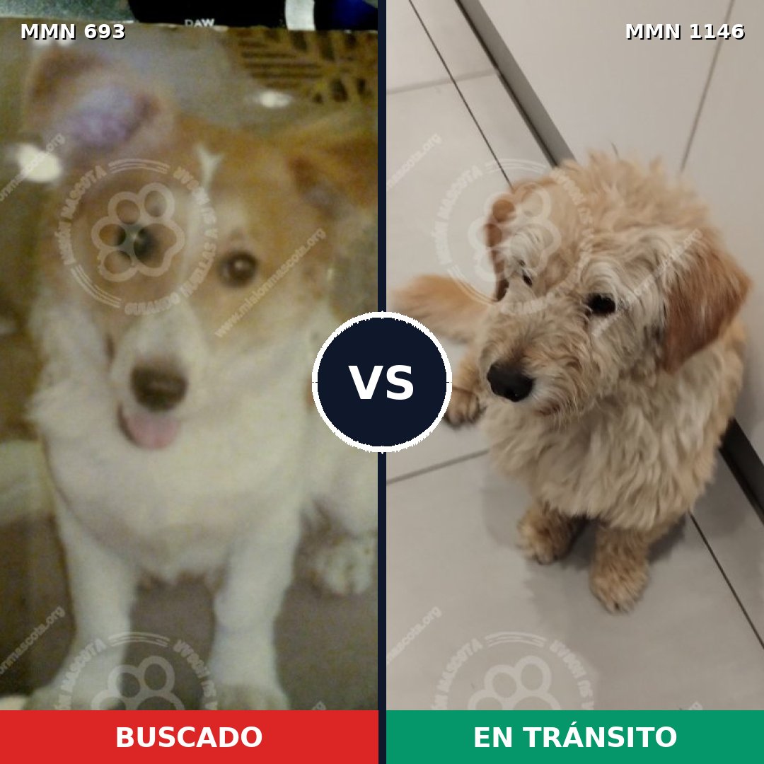 Comparativa MMS 16970: mascota perdida y mascota encontrada, 76% de similitud