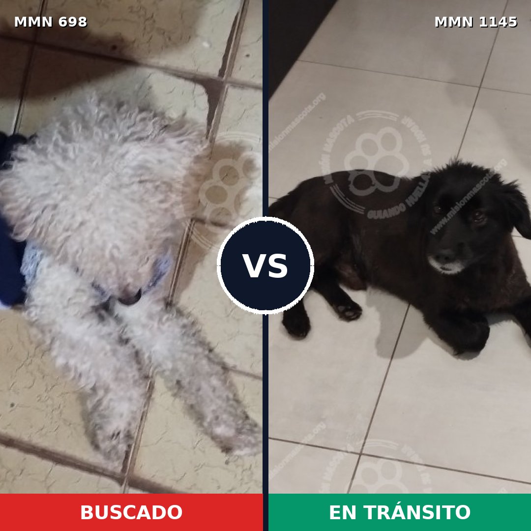 Comparativa MMS 16972: mascota perdida y mascota encontrada, 46% de similitud