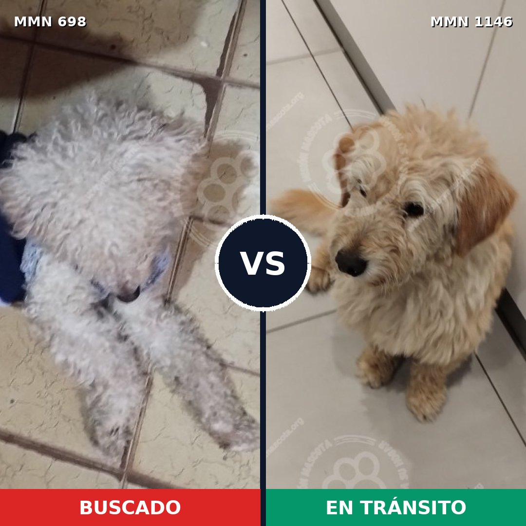 Comparativa MMS 16973: mascota perdida y mascota encontrada, 43% de similitud