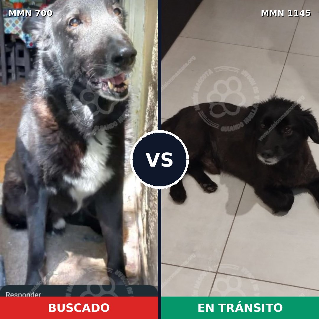 Comparativa MMS 16975: mascota perdida y mascota encontrada, 63% de similitud