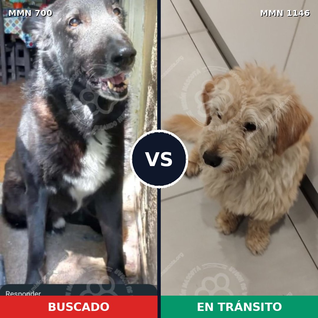 Comparativa MMS 16976: mascota perdida y mascota encontrada, 42% de similitud