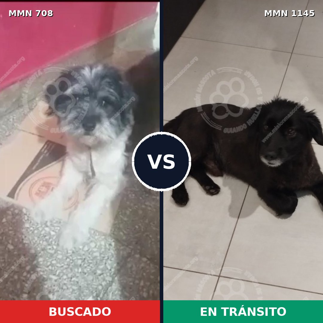 Comparativa MMS 16978: mascota perdida y mascota encontrada, 61% de similitud