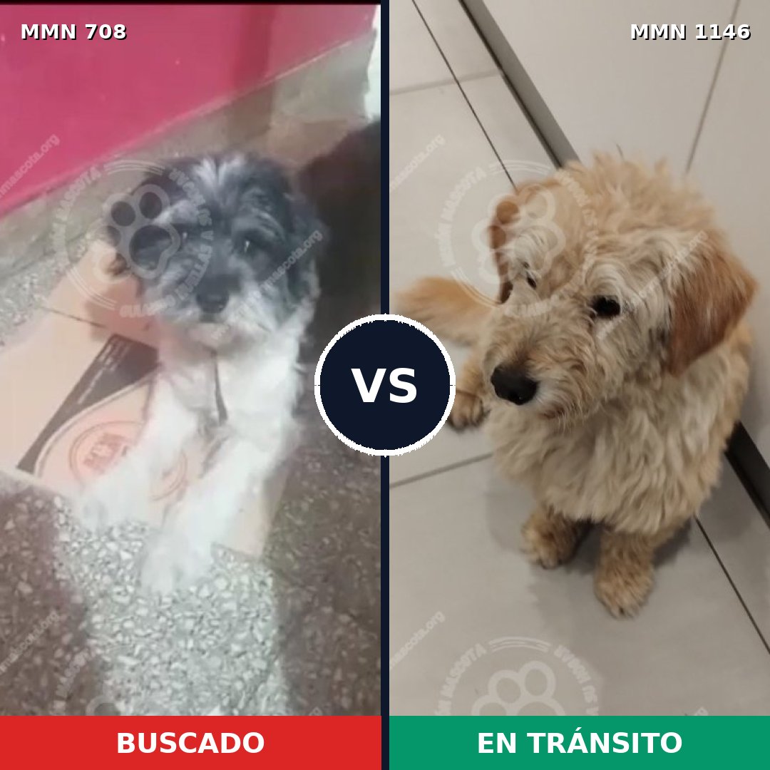 Comparativa MMS 16979: mascota perdida y mascota encontrada, 42% de similitud