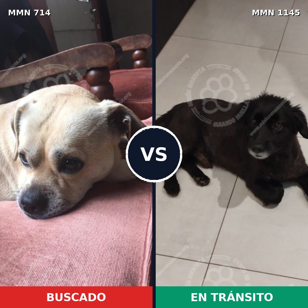 Comparativa MMS 16981: mascota perdida y mascota encontrada, 68% de similitud
