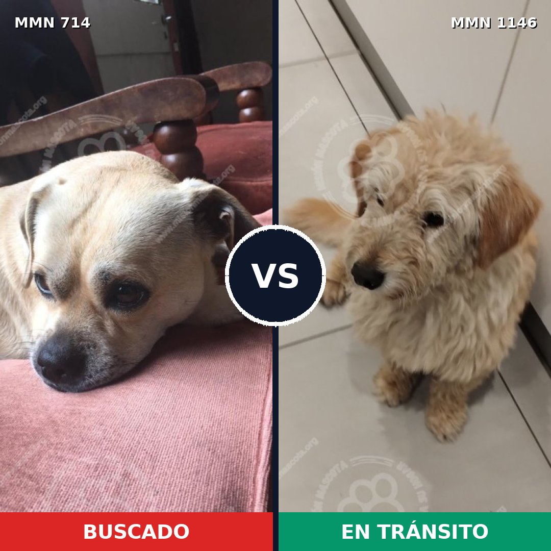 Comparativa MMS 16982: mascota perdida y mascota encontrada, 72% de similitud