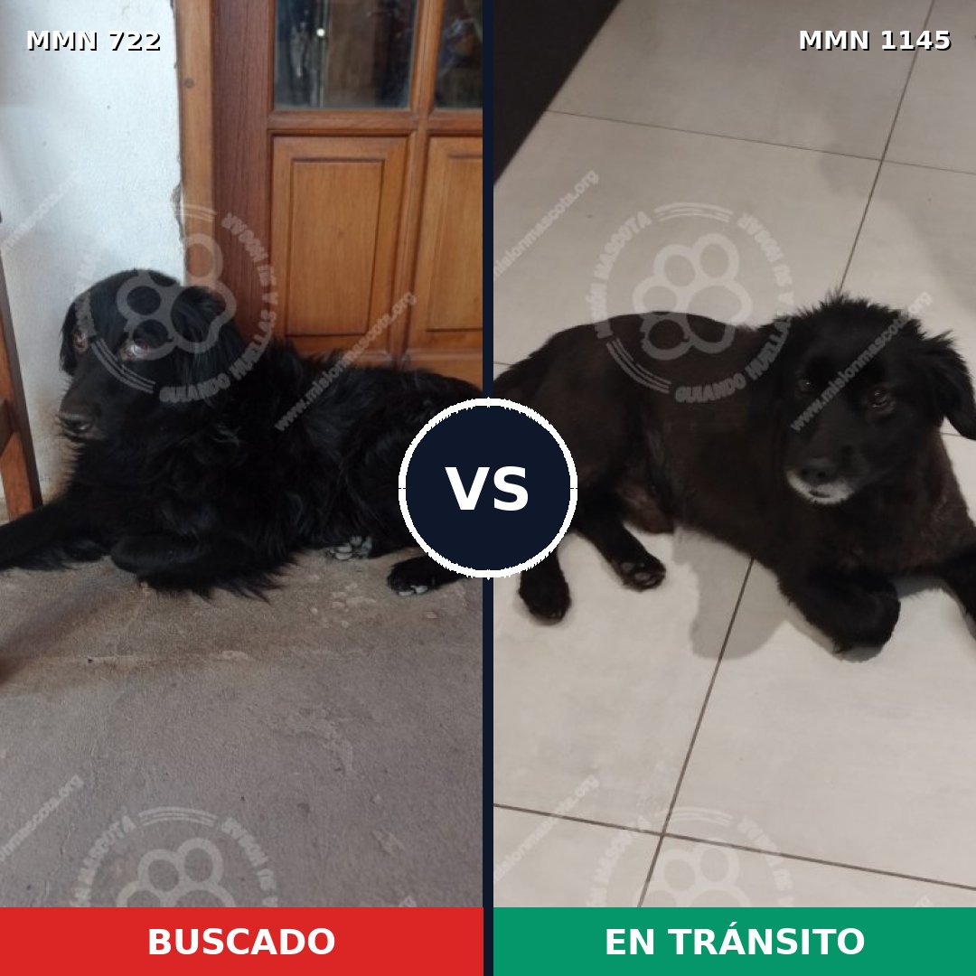 Comparativa MMS 16984: mascota perdida y mascota encontrada, 49% de similitud