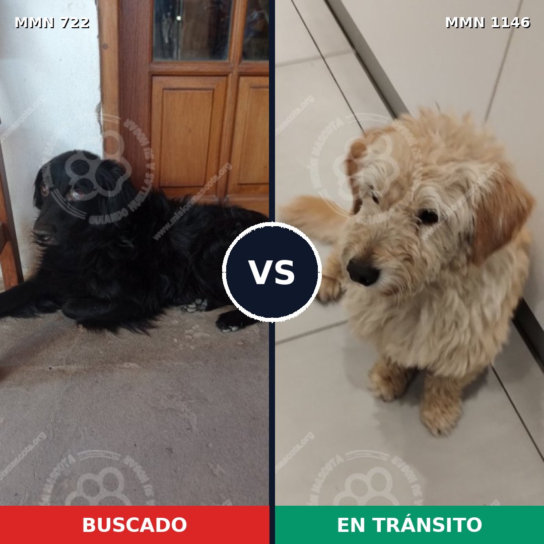 Comparativa MMS 16985: mascota perdida y mascota encontrada, 40% de similitud