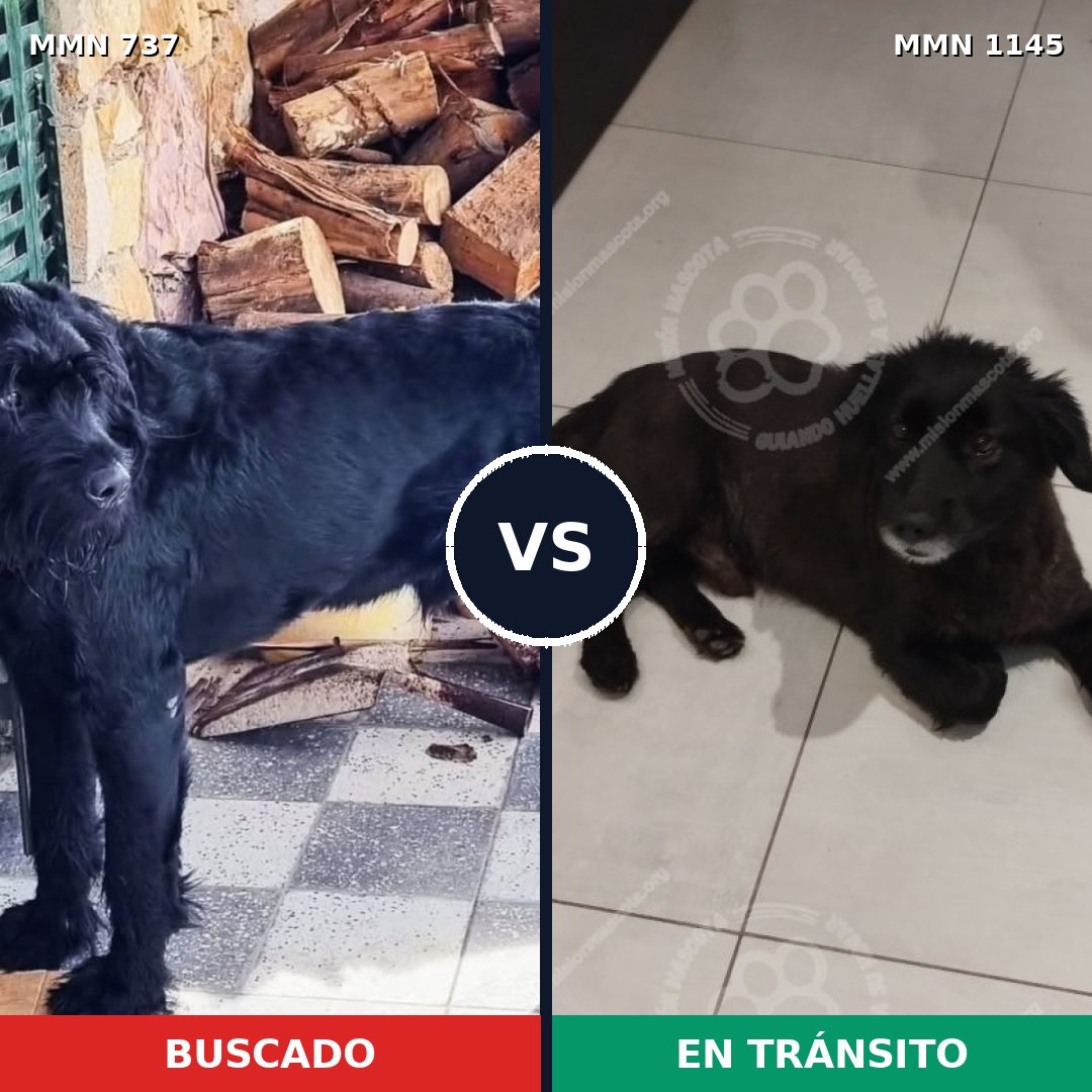 Comparativa MMS 16987: mascota perdida y mascota encontrada, 28% de similitud