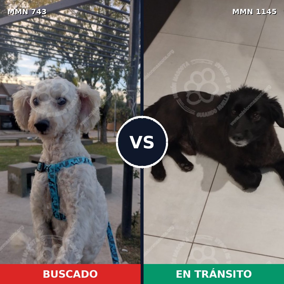 Comparativa MMS 16993: mascota perdida y mascota encontrada, 57% de similitud