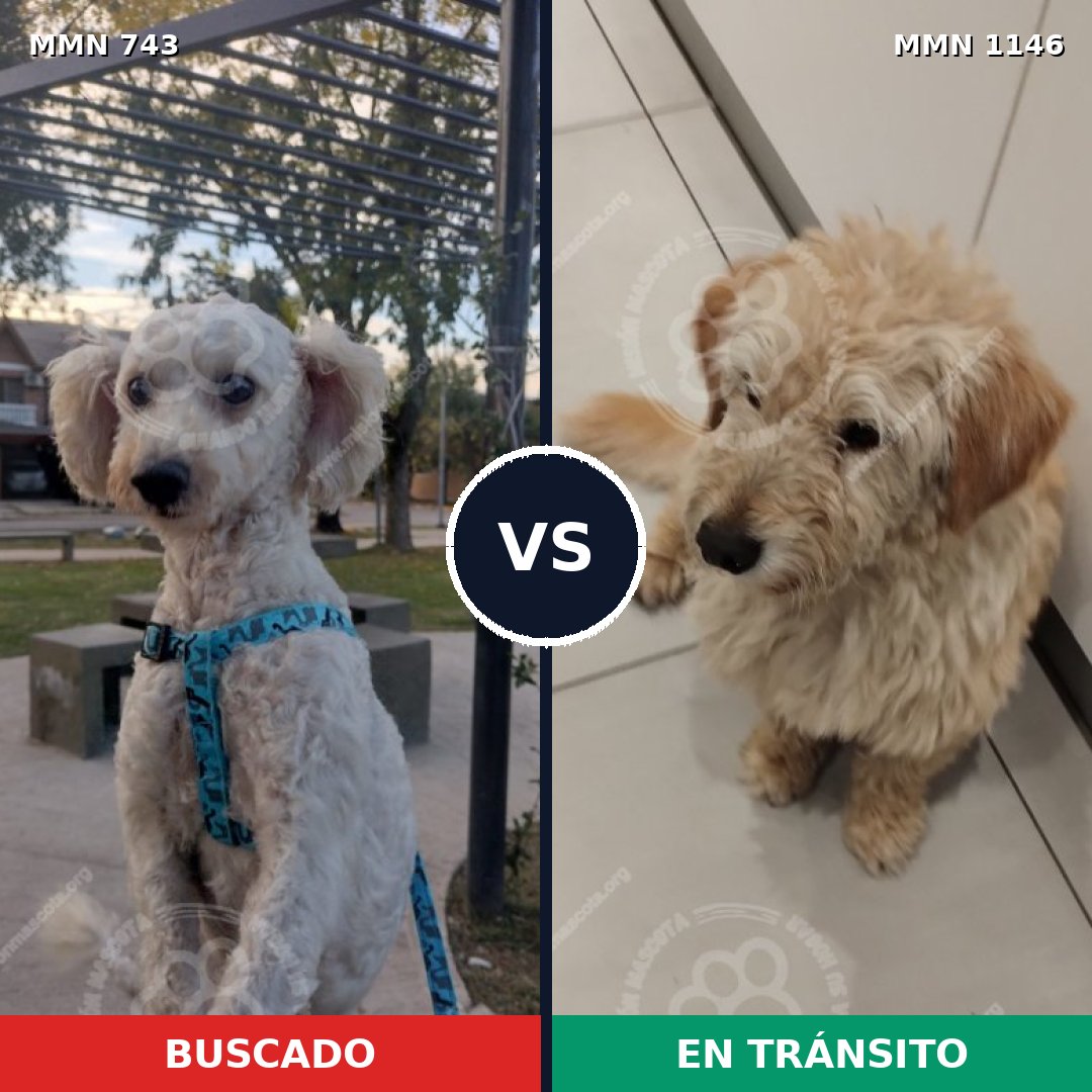 Comparativa MMS 16994: mascota perdida y mascota encontrada, 53% de similitud