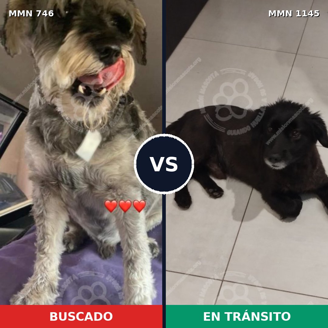 Comparativa MMS 16996: mascota perdida y mascota encontrada, 33% de similitud