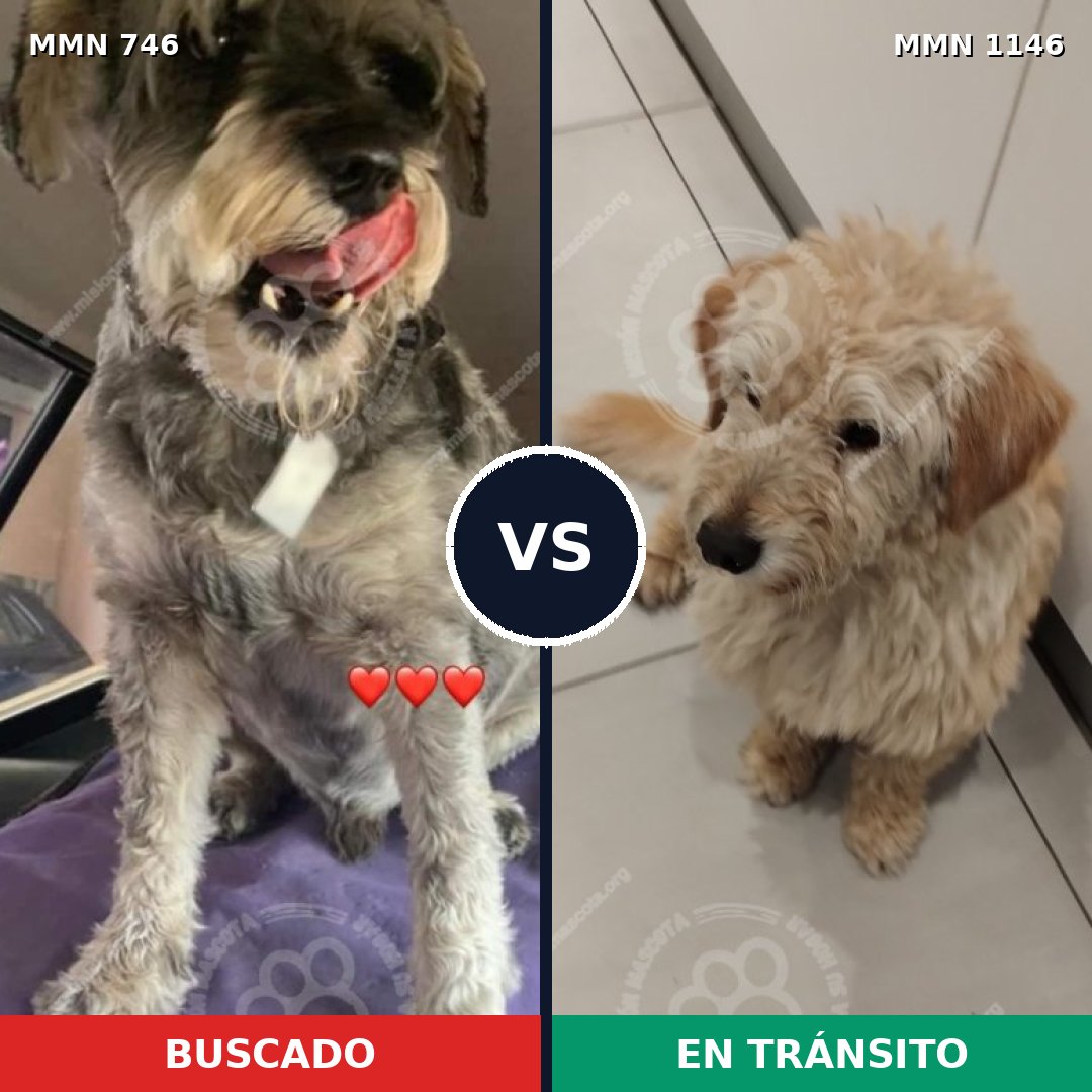 Comparativa MMS 16997: mascota perdida y mascota encontrada, 33% de similitud