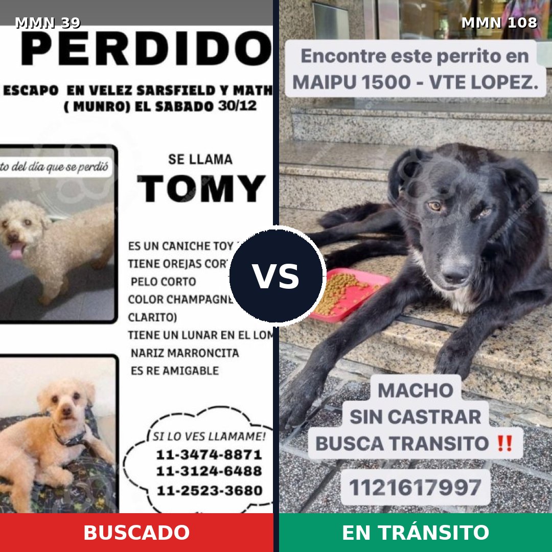 Comparativa MMS 17: mascota perdida y mascota encontrada, 22% de similitud