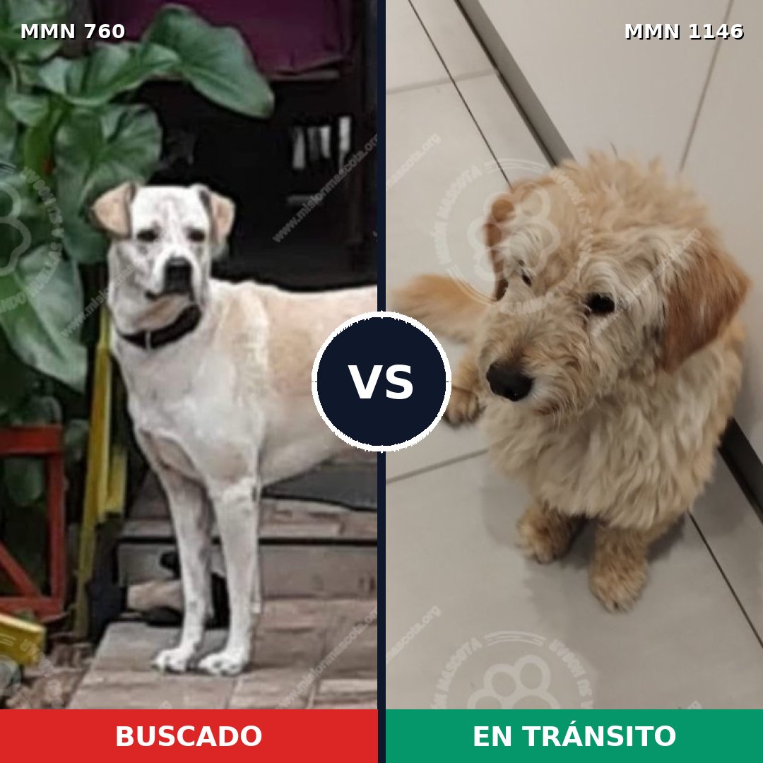 Comparativa MMS 17000: mascota perdida y mascota encontrada, 68% de similitud