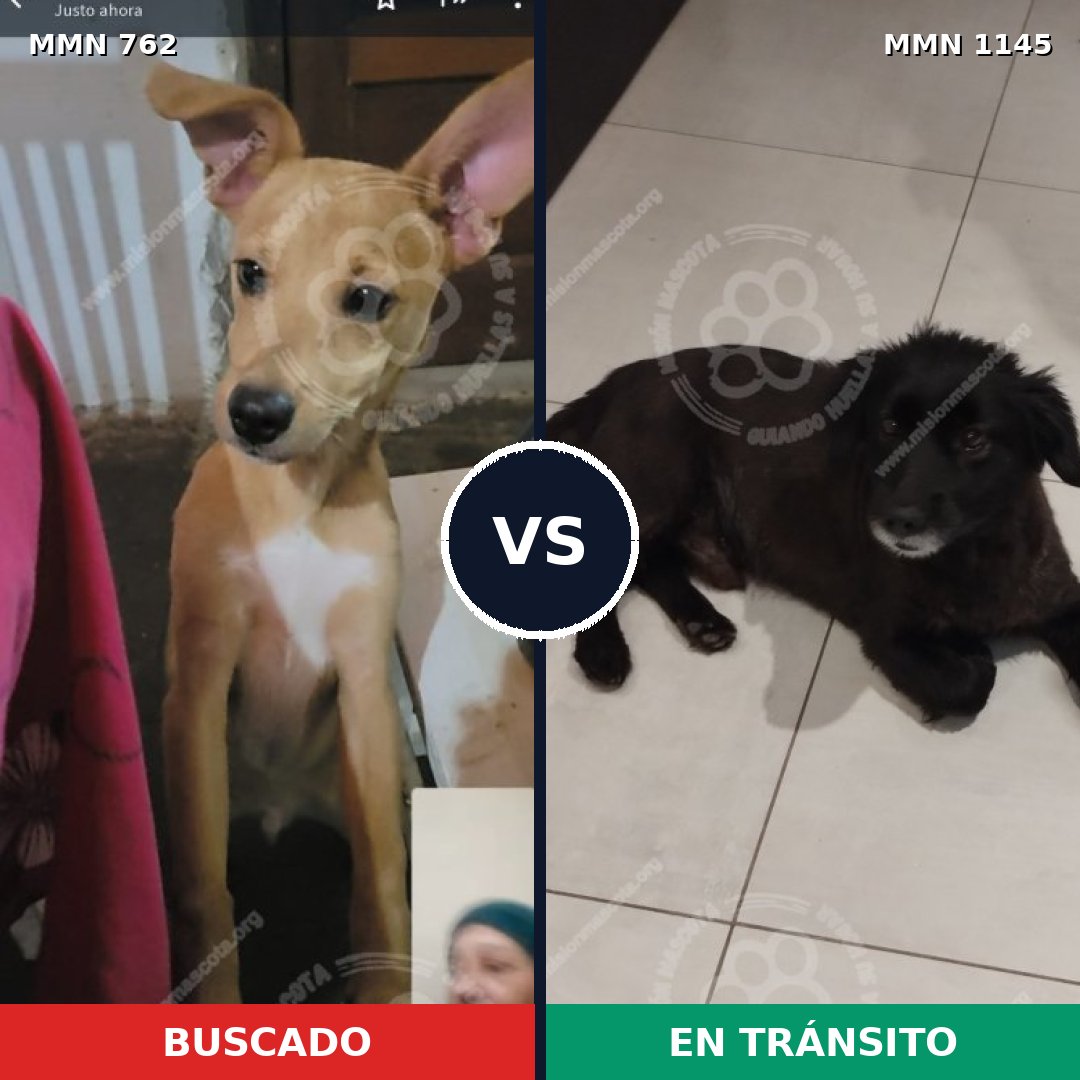 Comparativa MMS 17002: mascota perdida y mascota encontrada, 75% de similitud