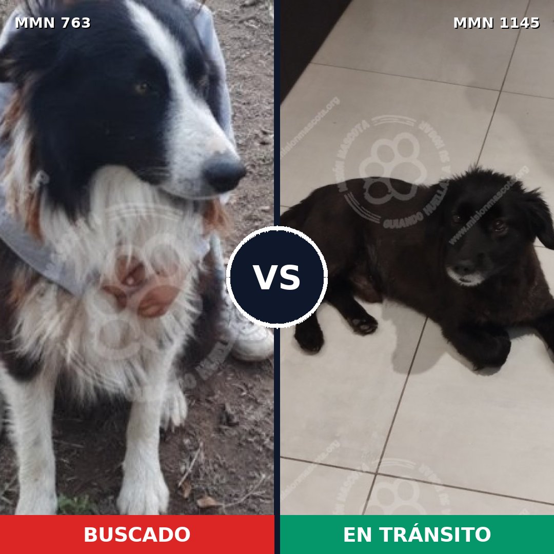 Comparativa MMS 17005: mascota perdida y mascota encontrada, 51% de similitud