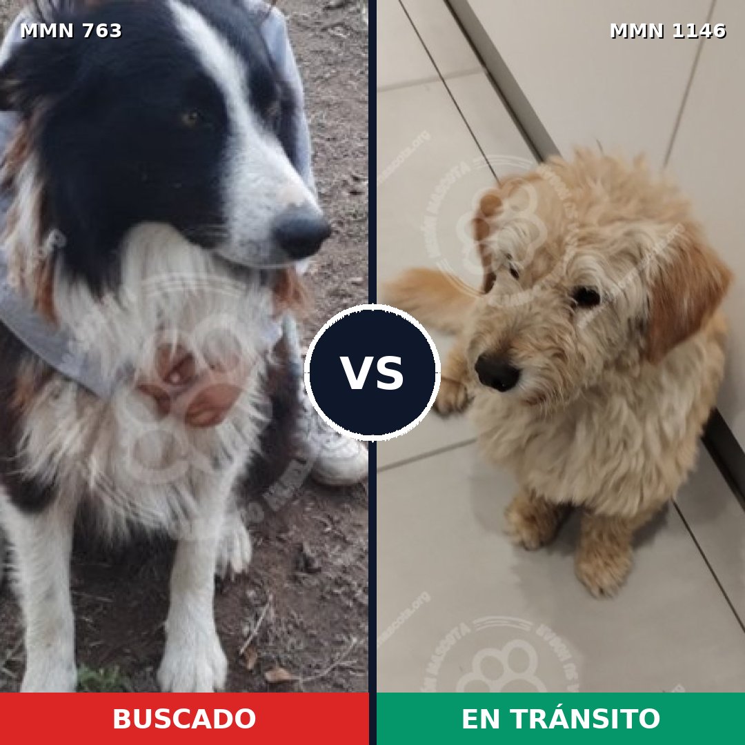 Comparativa MMS 17006: mascota perdida y mascota encontrada, 39% de similitud