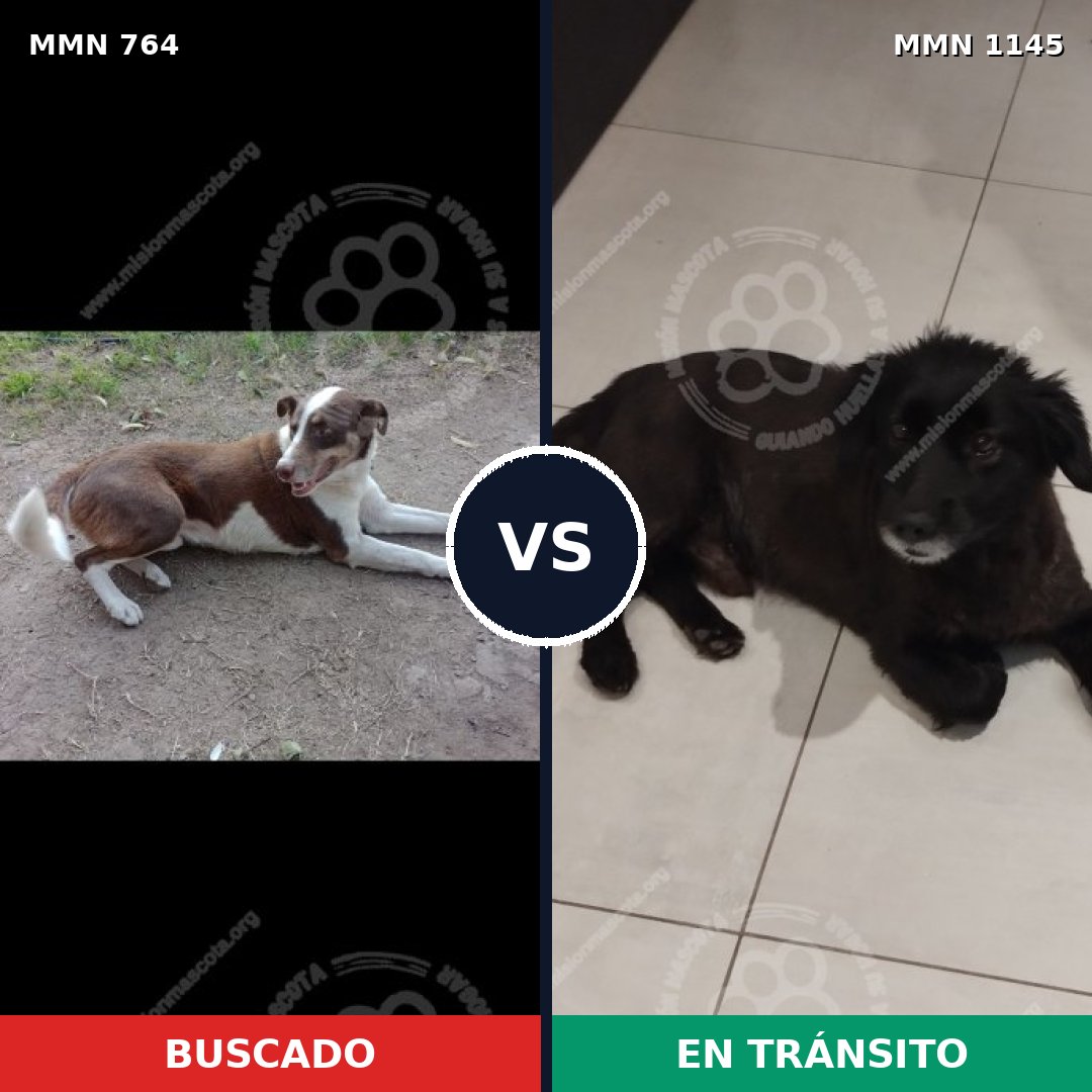 Comparativa MMS 17008: mascota perdida y mascota encontrada, 51% de similitud