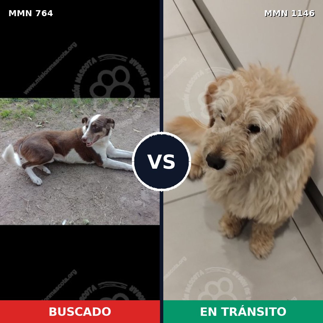 Comparativa MMS 17009: mascota perdida y mascota encontrada, 42% de similitud