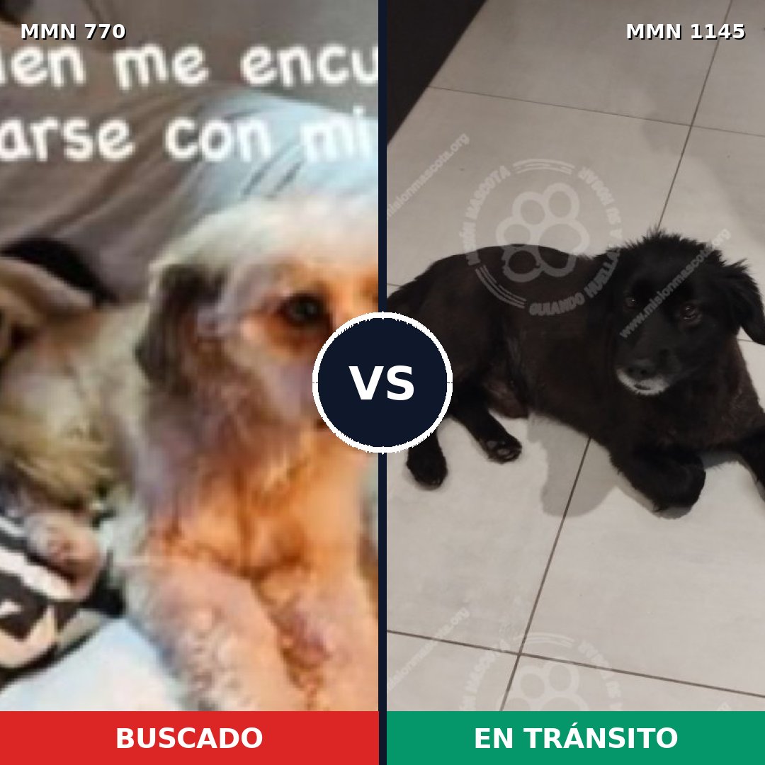 Comparativa MMS 17017: mascota perdida y mascota encontrada, 66% de similitud