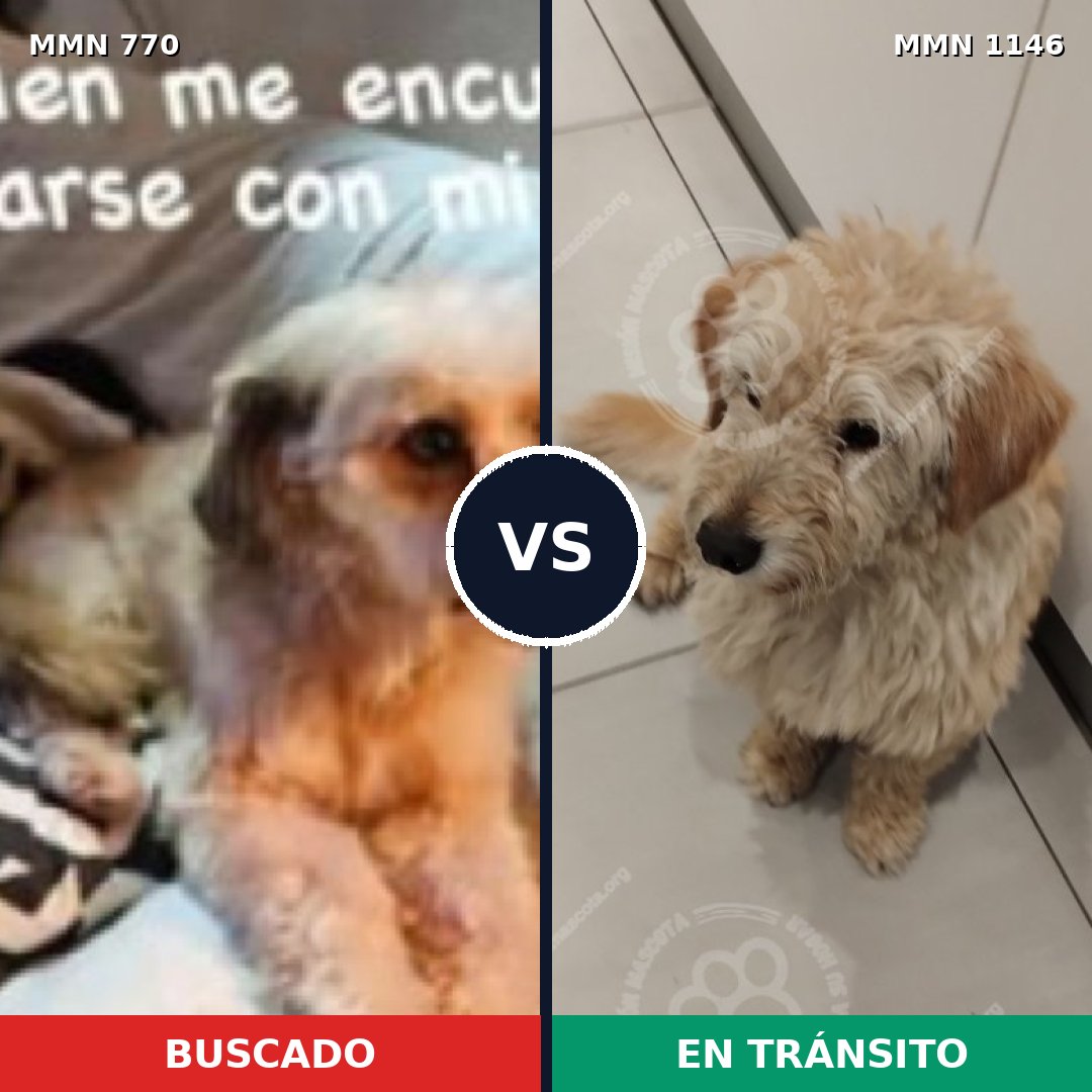Comparativa MMS 17018: mascota perdida y mascota encontrada, 61% de similitud