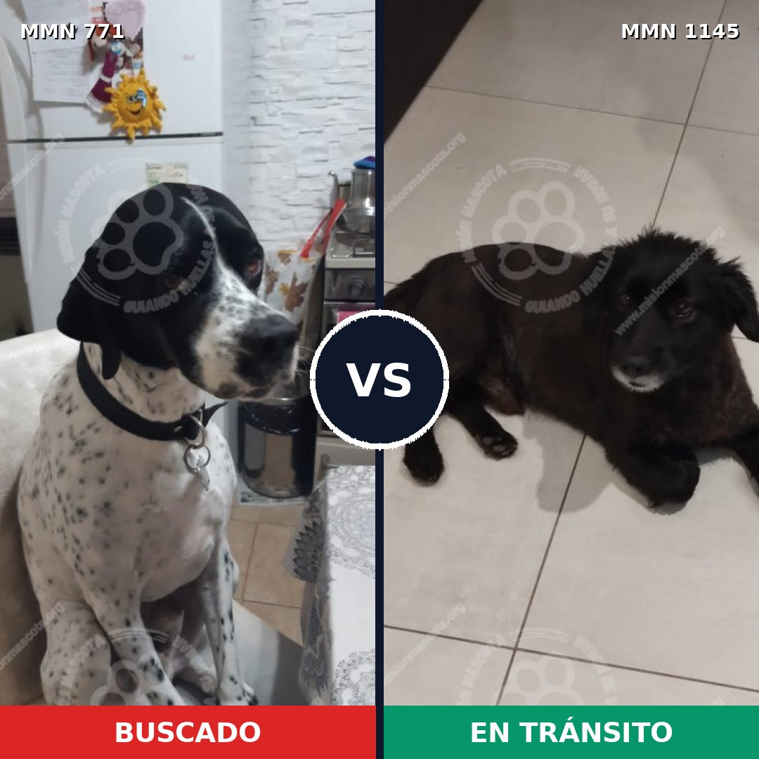 Comparativa MMS 17020: mascota perdida y mascota encontrada, 52% de similitud