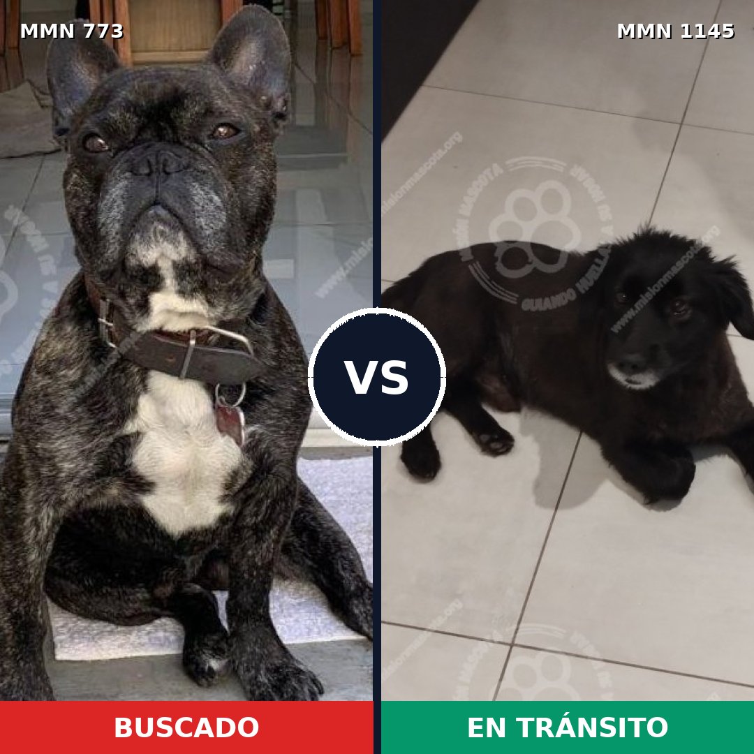Comparativa MMS 17023: mascota perdida y mascota encontrada, 53% de similitud