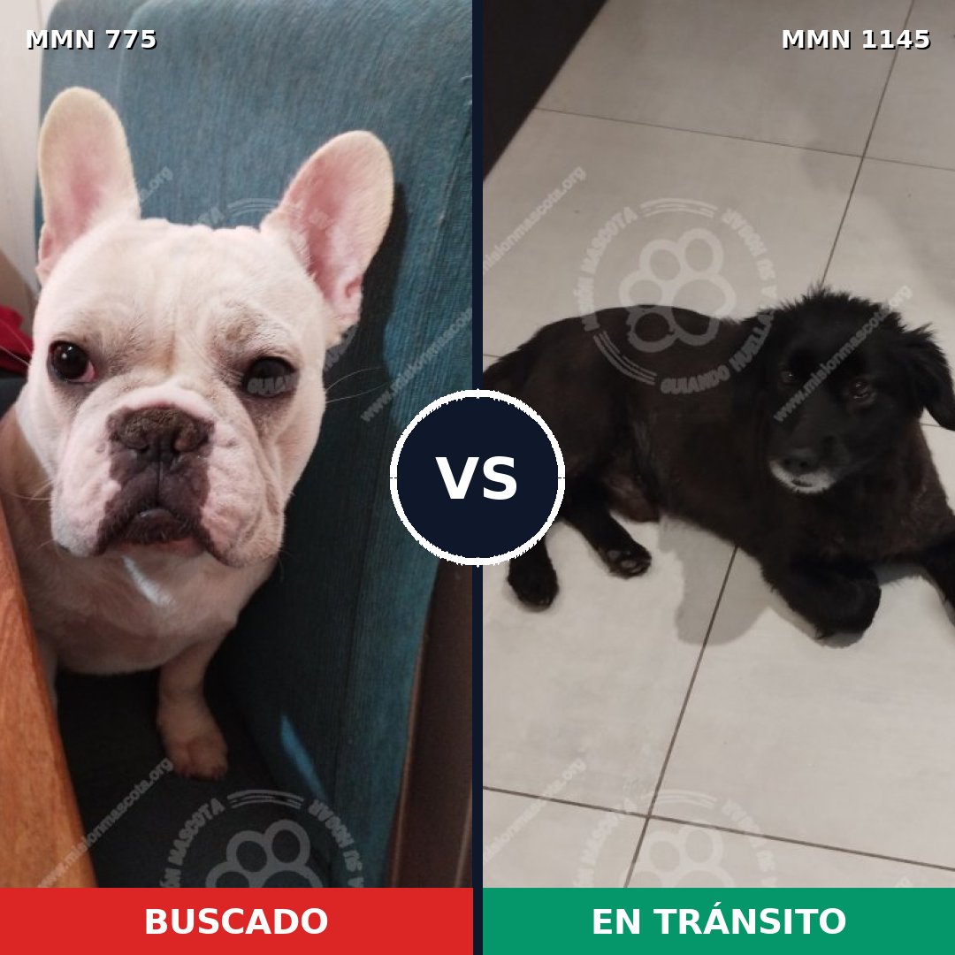 Comparativa MMS 17026: mascota perdida y mascota encontrada, 47% de similitud