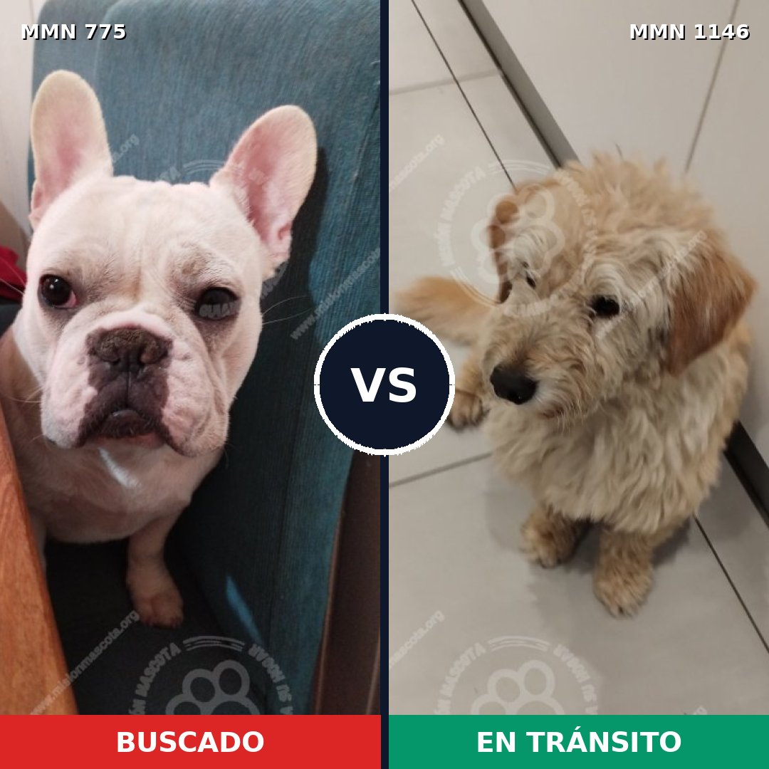 Comparativa MMS 17027: mascota perdida y mascota encontrada, 38% de similitud