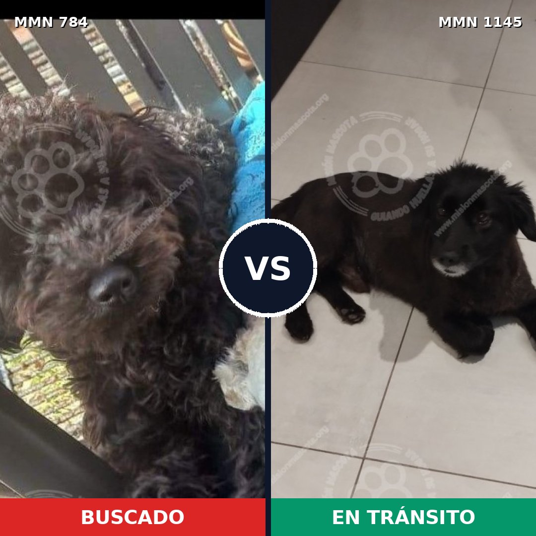 Comparativa MMS 17035: mascota perdida y mascota encontrada, 52% de similitud
