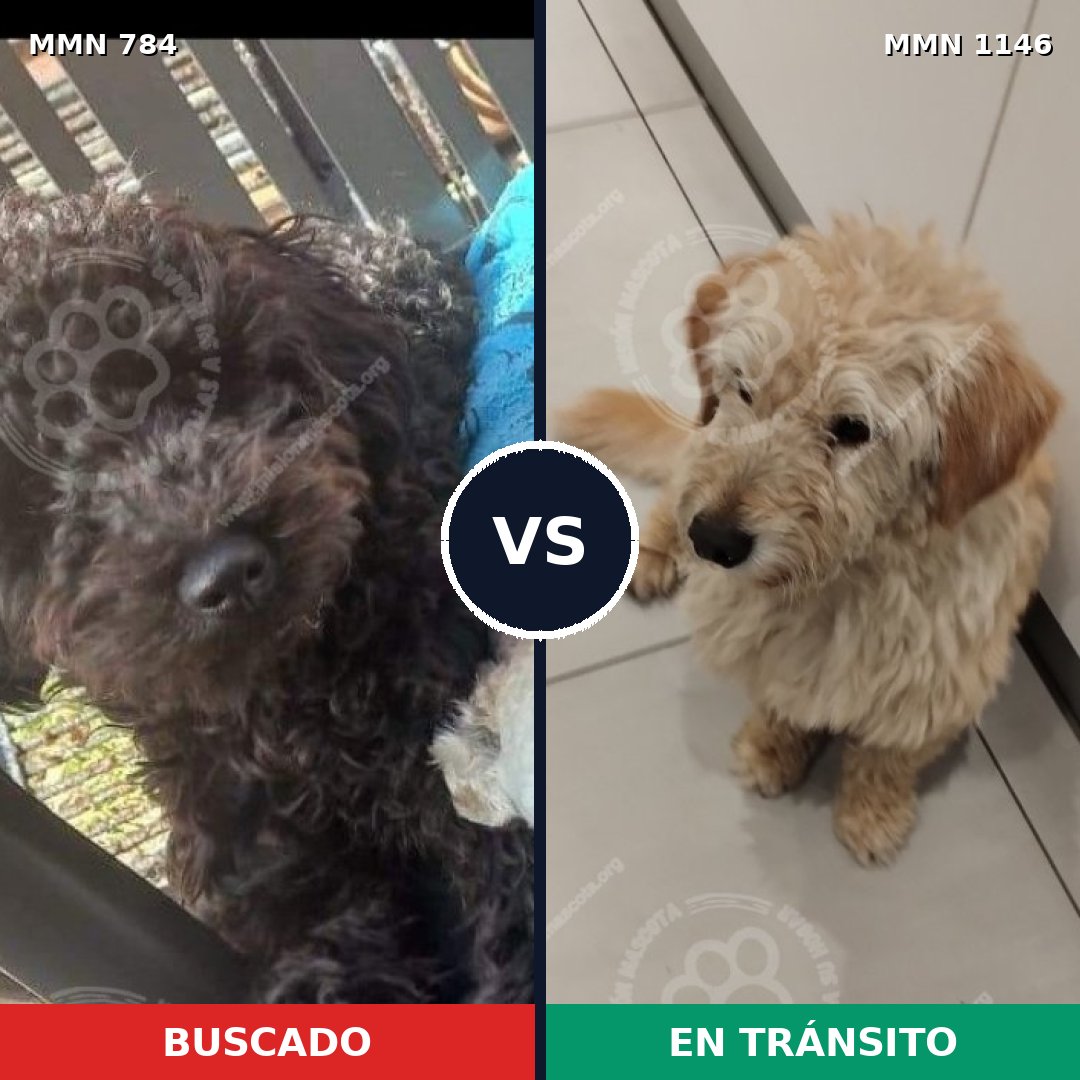 Comparativa MMS 17036: mascota perdida y mascota encontrada, 42% de similitud