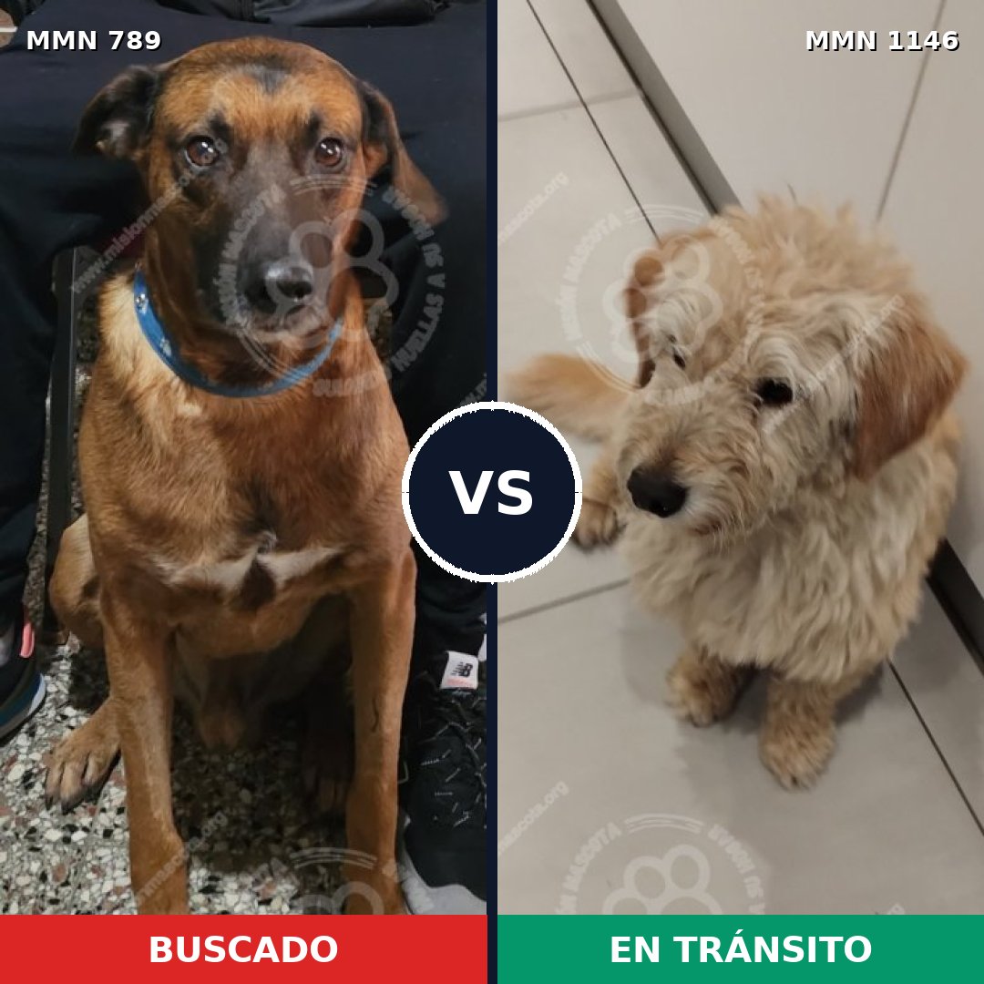 Comparativa MMS 17039: mascota perdida y mascota encontrada, 55% de similitud