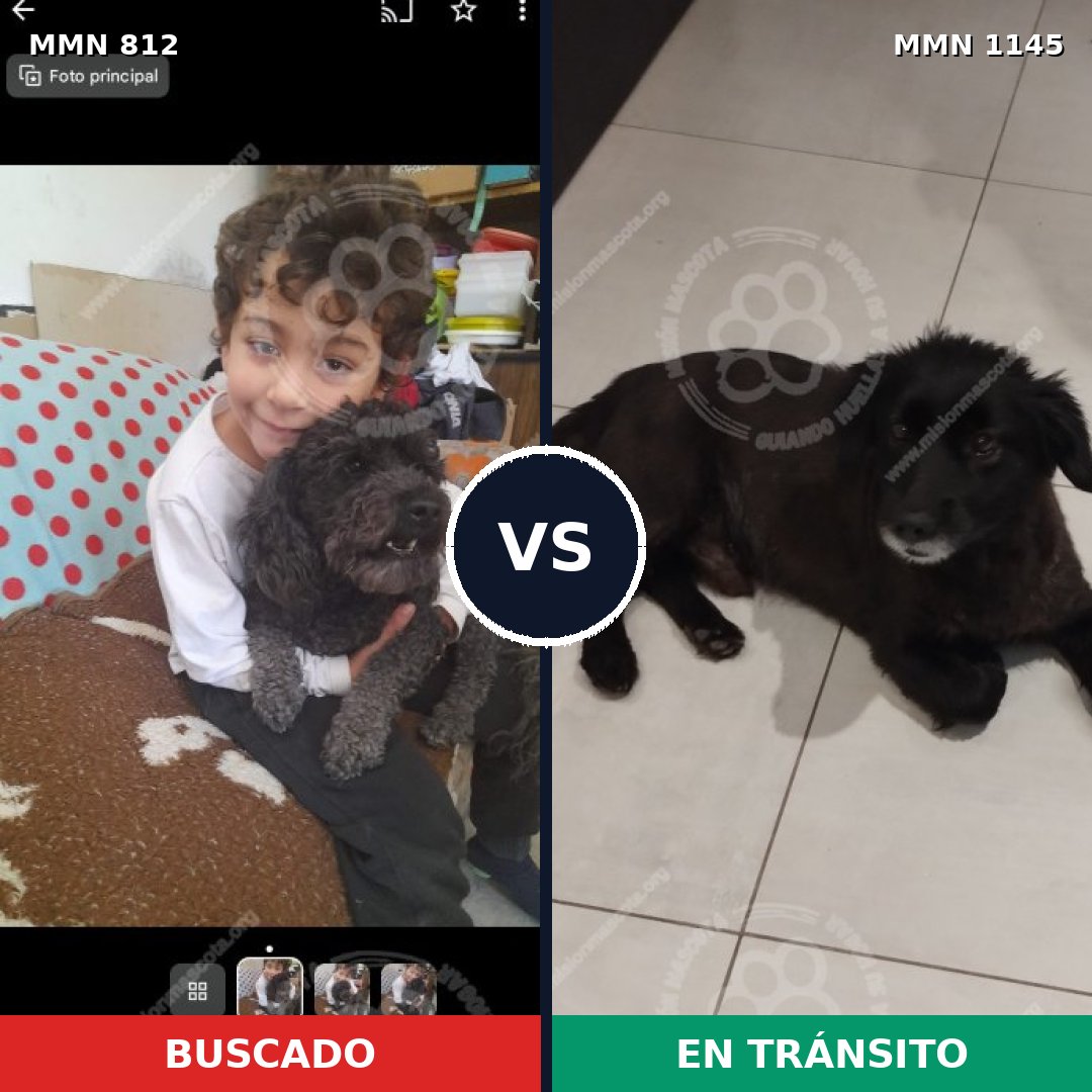Comparativa MMS 17041: mascota perdida y mascota encontrada, 45% de similitud