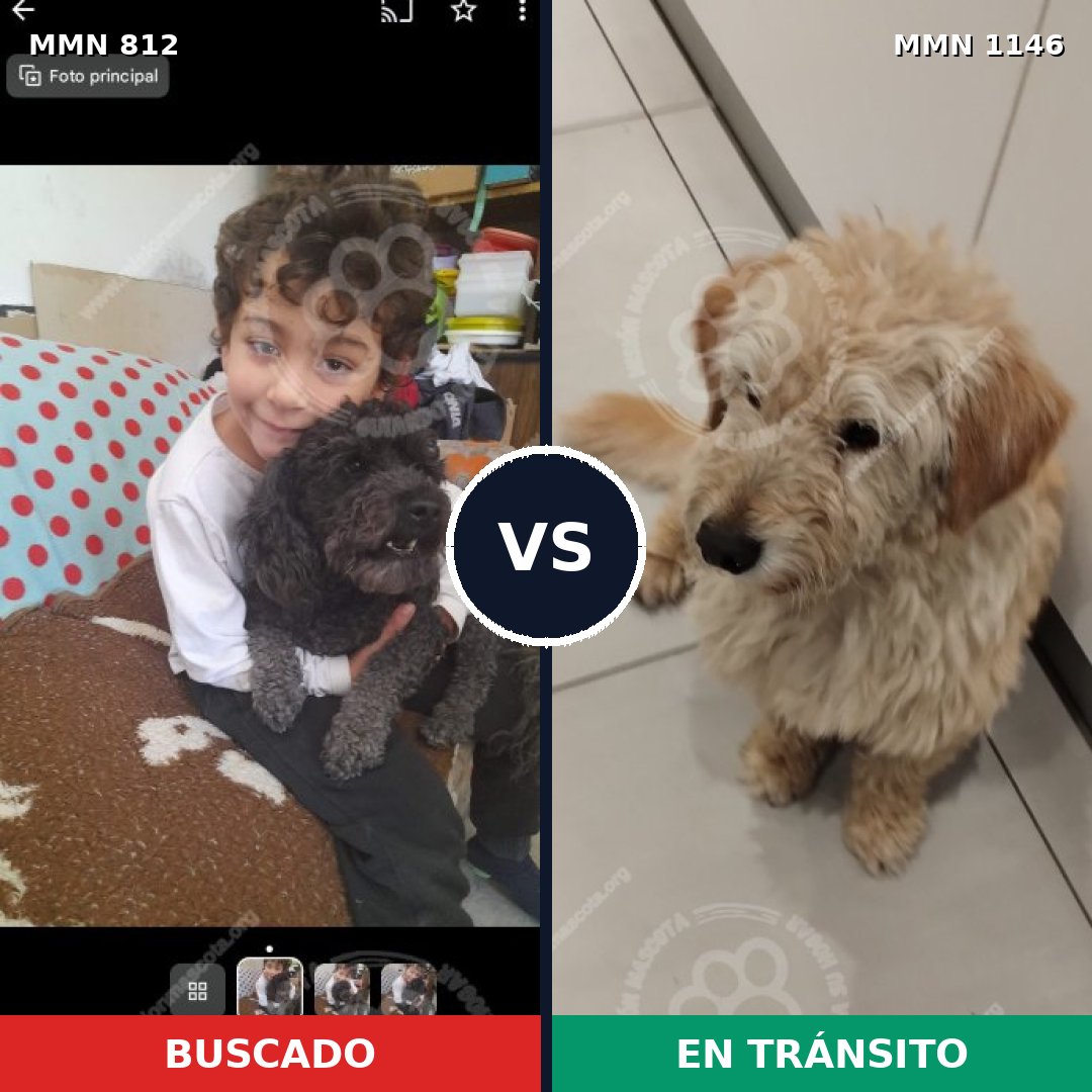 Comparativa MMS 17042: mascota perdida y mascota encontrada, 35% de similitud