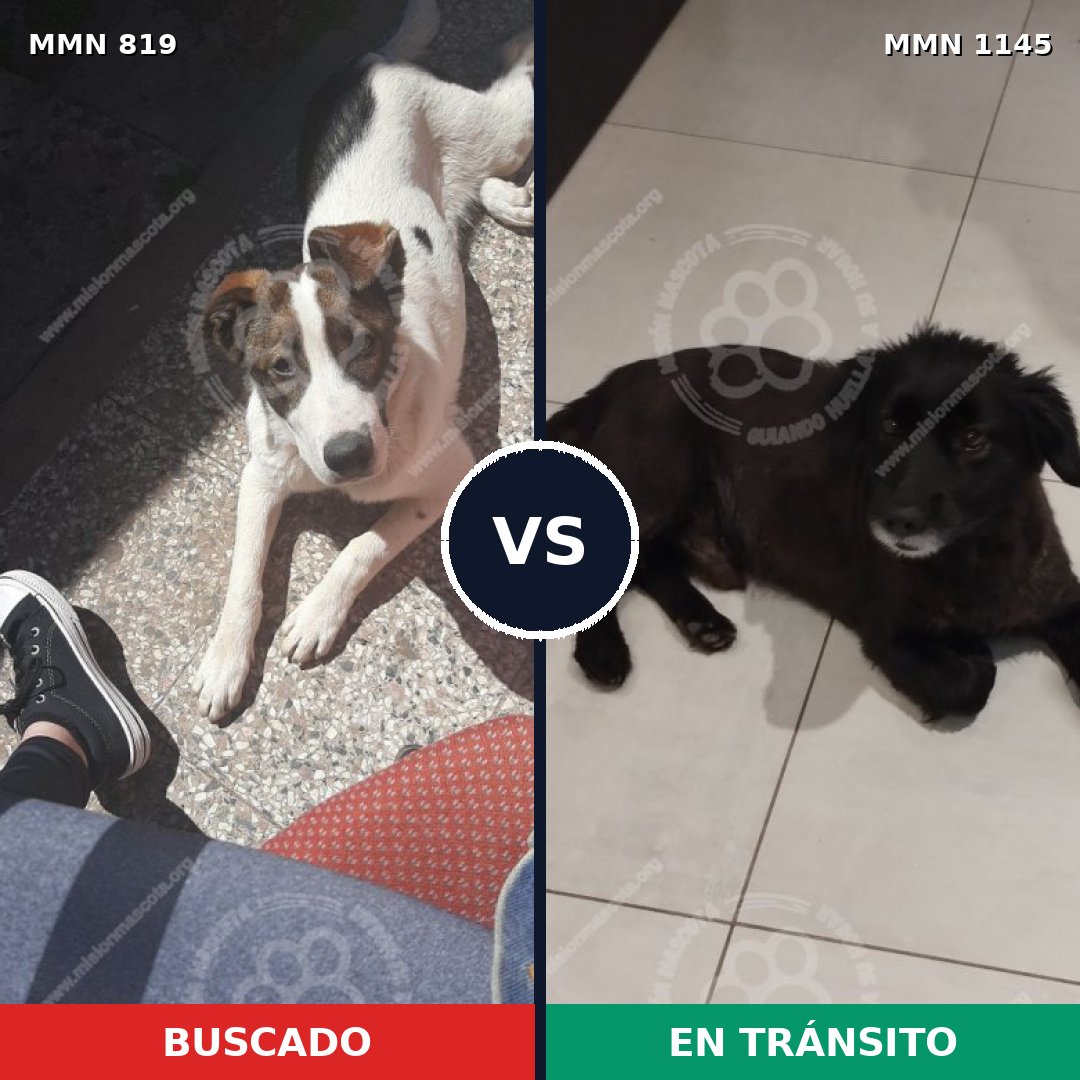 Comparativa MMS 17047: mascota perdida y mascota encontrada, 86% de similitud