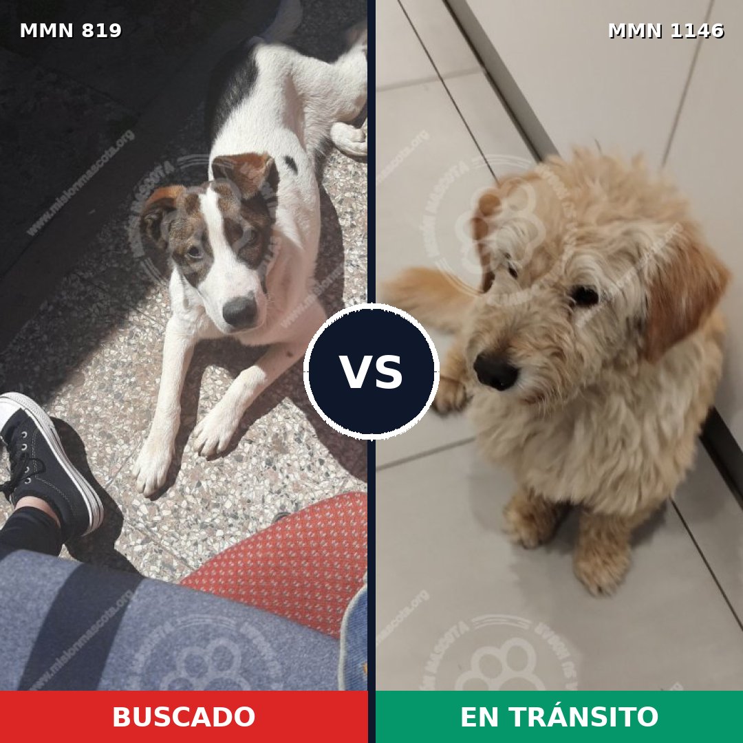Comparativa MMS 17048: mascota perdida y mascota encontrada, 76% de similitud
