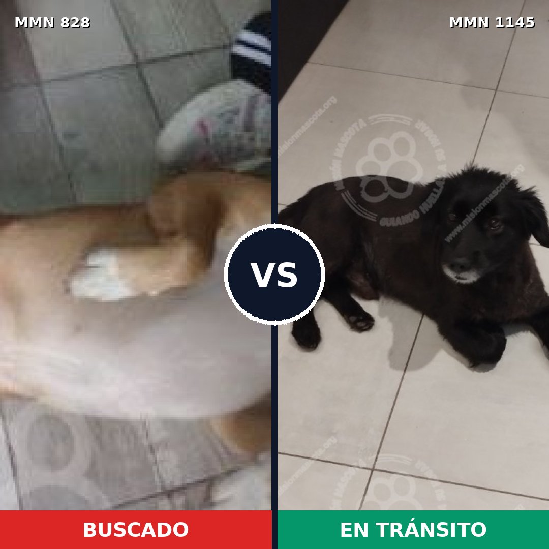 Comparativa MMS 17050: mascota perdida y mascota encontrada, 80% de similitud